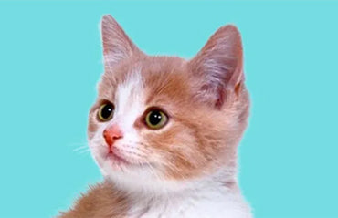 Deciphering your cat’s language