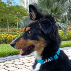 Reflective Dog Collar Adjustable for Large Dogs - Green Collar